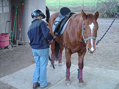 horse trainers